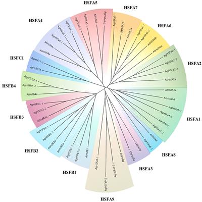 Comprehensive analysis of HSF genes from celery (Apium graveolens L.) and functional characterization of AgHSFa6-1 in response to heat stress